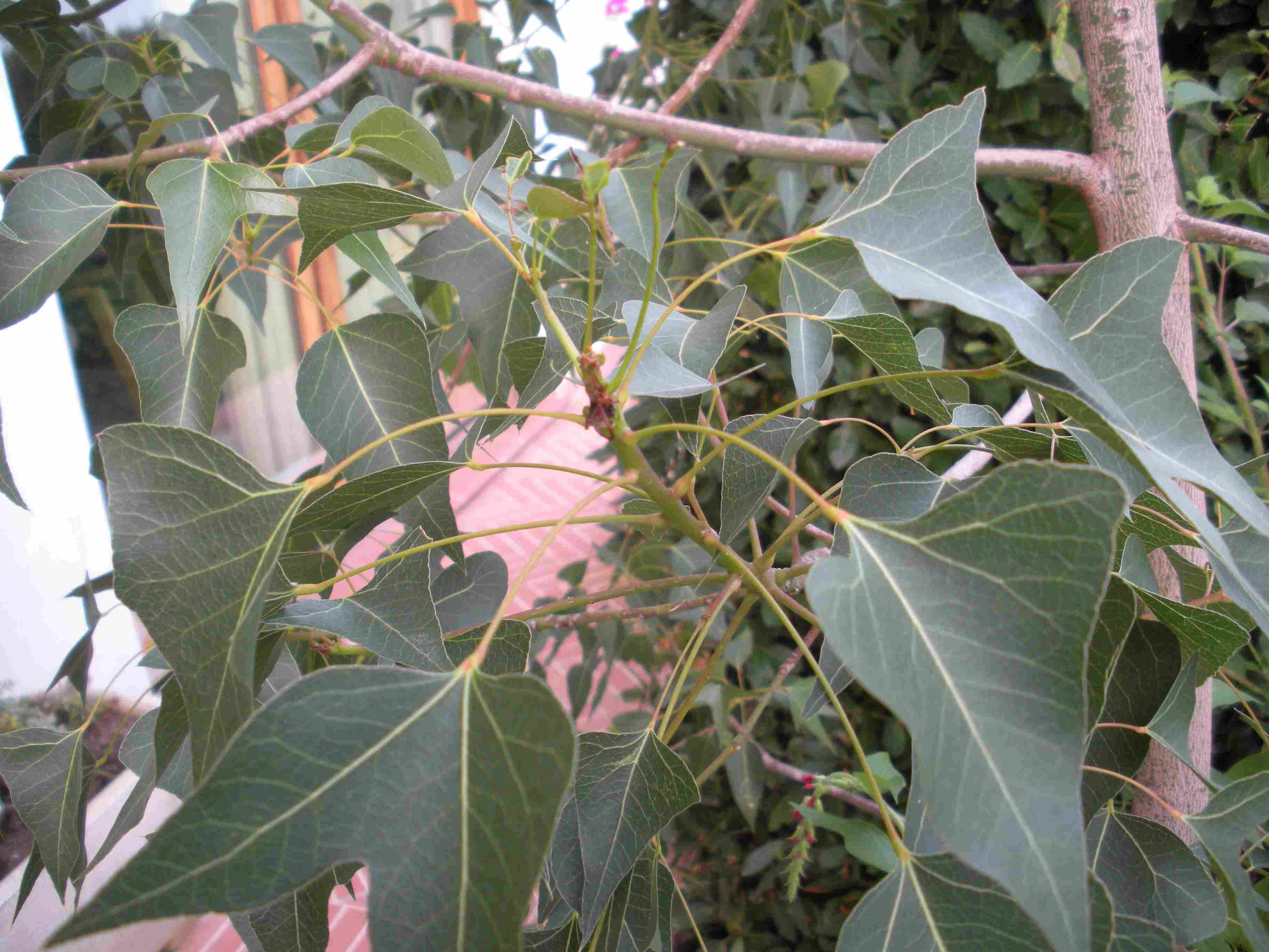 Albero da determinare - Brachychiton (populneus